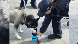 Illustration : "Victime d'un canular, la police fait évacuer un centre commercial pour désamorcer une bombe fictive dans une voiture et sauve un Husky"