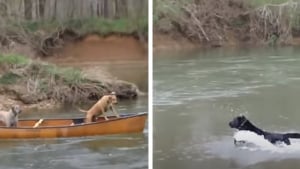 Illustration : Un Labrador se jette à l'eau pour venir en aide à deux congénères coincés sur un kayak 