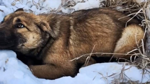 Illustration : Un chiot errant patiente 12 heures avant d'être sauvé par un groupe d'adolescents après avoir été heurté par une voiture