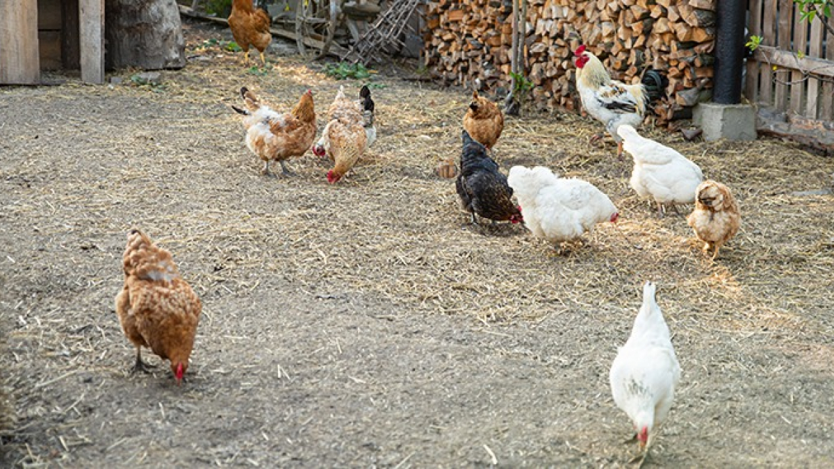 Les maladies fréquentes chez les poules : reconnaître les