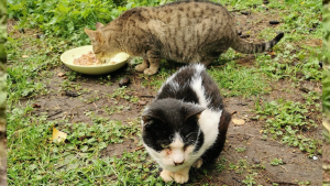 Illustration : "Une association lance un appel pour sauver une vingtaine de chats esseulés après le décès de leur propriétaire"