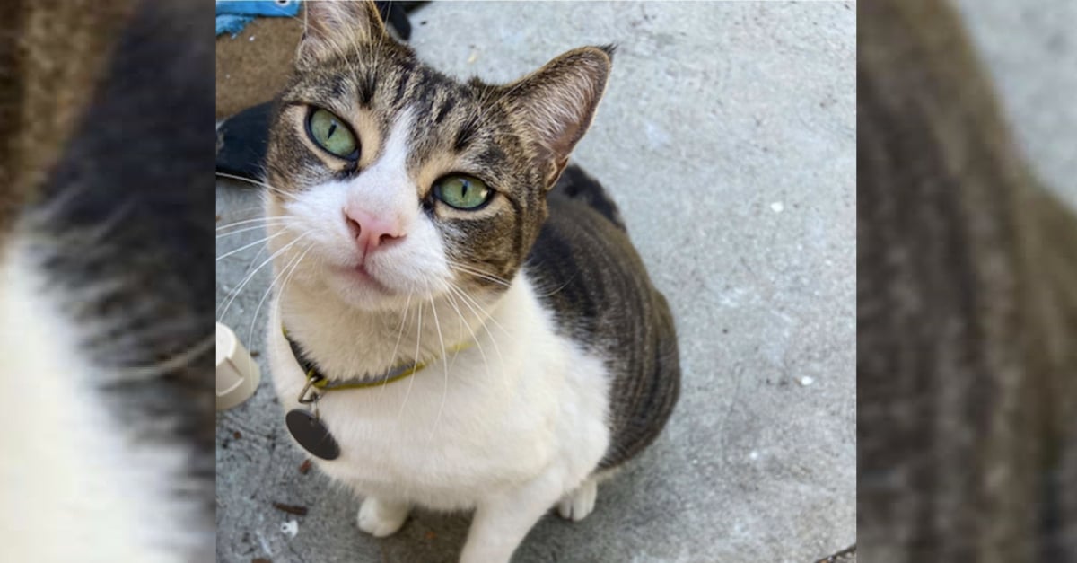 Ce Chat Kleptomane Vole Toute Sorte D Objets Pour Les Offrir A Son Proprietaire