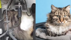 Illustration : Un Maine Coon sauvé par un garagiste et des vétérinaires après 3 heures de travail 