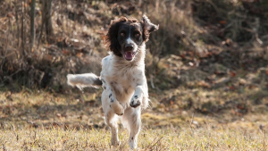 Illustration : Un chien perdu retrouve son maître après 4 ans de survie en pleine forêt