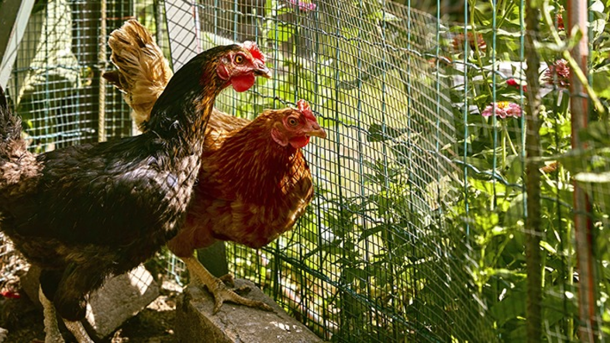 Faire pousser de l'herbe dans l'enclos des poules - Poulorama