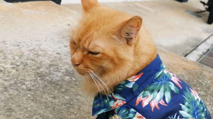 Illustration : Un chat, vêtu d'une chemise hawaïenne, repéré dans la rue. La communauté Facebook se mobilise pour retrouver son propriétaire !