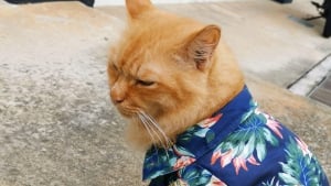 Illustration : Un chat, vêtu d'une chemise hawaïenne, repéré dans la rue. La communauté Facebook se mobilise pour retrouver son propriétaire !