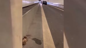 Illustration : Un homme aperçoit un chat coincé dans un tunnel autoroutier et s'arrête en plein trafic pour s'en occuper