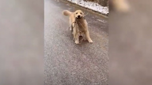 Illustration : Un chien "patineur" offre une glisse burlesque dans une rue glacée pour rapporter une branche d'arbre à sa maîtresse