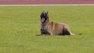 Illustration : Un chien du RAID gravement blessé au couteau lors d'une intervention a été sauvé 