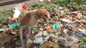 Illustration : Le sauvetage d'un chien paralysé retrouvé au milieu des ordures avec les pattes attachées