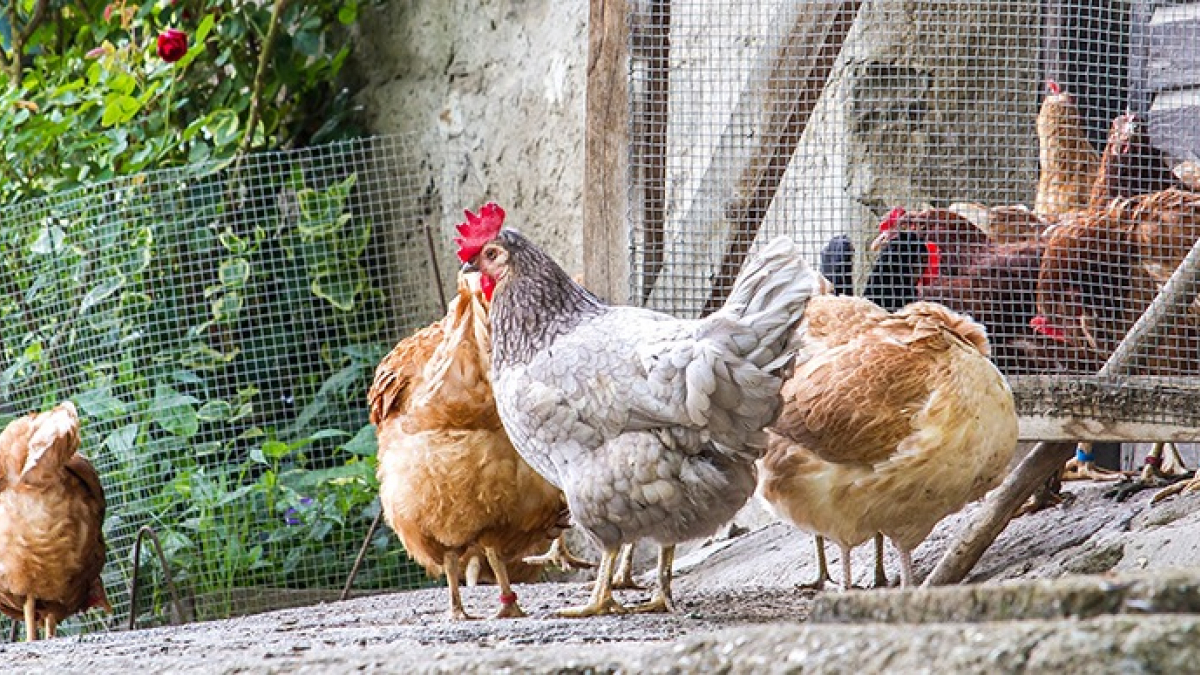 Acheter des poules : où, à quel prix et sur quels critères ?