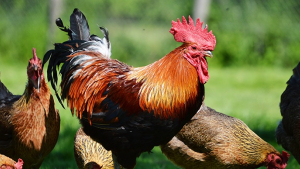 Le langage et le comportement des poules - Poulailler Direct