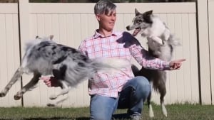 Illustration : Deux chiens ont établi le record du monde du plus grand nombre de tours réalisés en une minute !