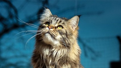 Illustration : 20 photos de Maine Coon qui prouvent que ce sont les plus grosses boules de poils félines