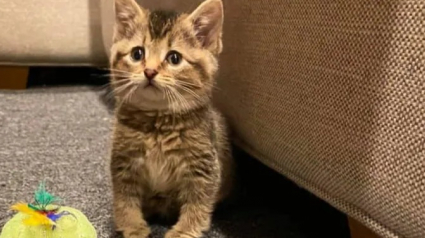 Illustration : Un chaton aux pattes courbées retrouvé dans une ferme avec son frère se bat pour vivre normalement