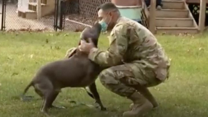 Illustration : La réaction déchirante d'un chien qui retrouve son maître militaire de retour à la maison (vidéo)