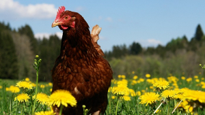 L'huile de cade et ses nombreux bienfaits - Poulorama - tout sur les poules