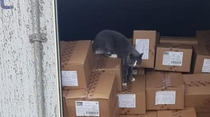 Illustration : Piégé dans un container pendant 3 semaines, un chat survit grâce à la marchandise de bonbons