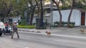 Illustration : La séquence virale d'un policier qui stoppe la circulation pour faire traverser 2 chiens en toute sécurité (vidéo)