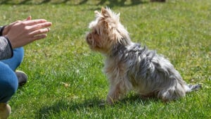 Illustration : "Une étude comportementale théorise et confirme les liens entre problèmes comportementaux du chien et personnalité du propriétaire !"