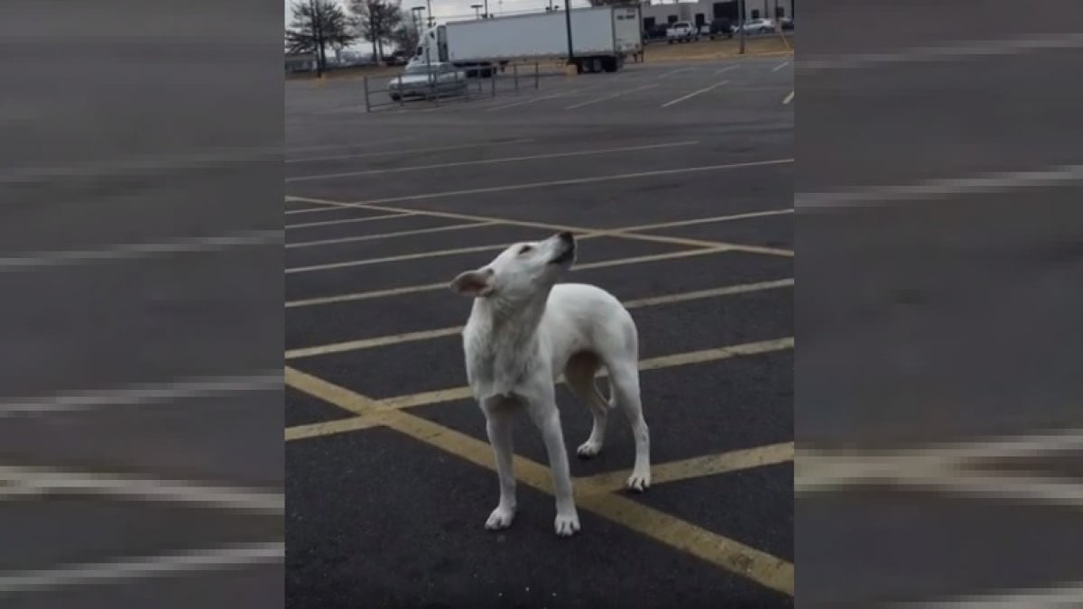 Illustration : "Abandonnée sur un parking, cette chienne a pleuré ses propriétaires pendant 9 jours sans jamais vouloir être sauvée"