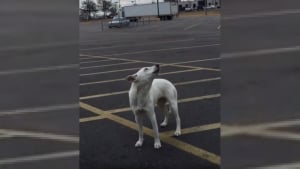 Illustration : Abandonnée sur un parking, cette chienne a pleuré ses propriétaires pendant 9 jours sans jamais vouloir être sauvée