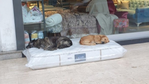 Illustration : Un magasin de meubles laisse des matelas sur son trottoir pour offrir un lit aux chiens errants du quartier 