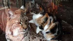 Illustration : "Un chat errant s'introduit dans un zoo et se lie d'amitié avec un lynx (vidéo)"