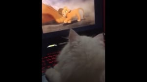 Illustration : L'émotion étonnante d'un chaton devant la scène la plus triste du "Roi Lion" (vidéo)