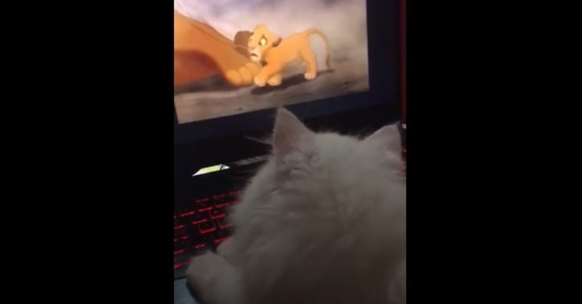 L Emotion Etonnante D Un Chaton Devant La Scene La Plus Triste Du Roi Lion Video