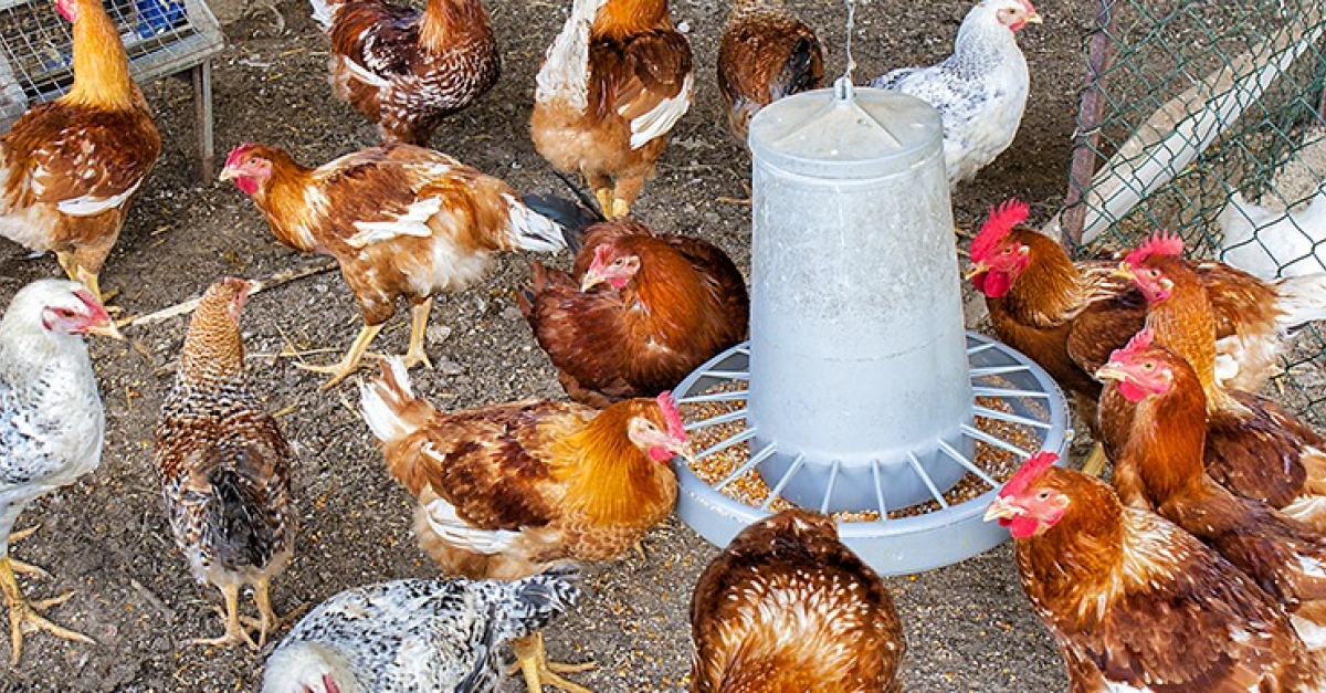 Mangeoires pour poules et volailles : Modèles testés et approuvés