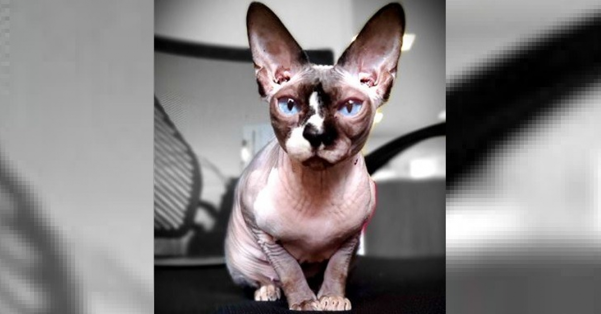 Un Chat Sphynx Sert De Therapie Et Reconforte Les Enfants Ayant Subi Des Traumatismes