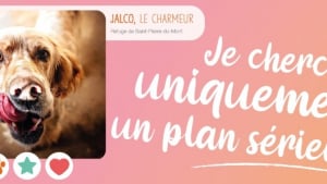 Illustration : La SPA organise sa Saint-Valentin avec 3000 animaux à l'adoption et recherchant un "plan sérieux"