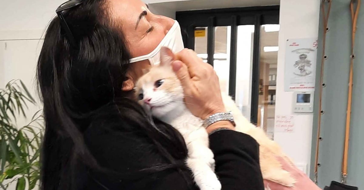 Un Chat Fait Une Fugue A L Age De 16 Mois Et Revient 5 Ans Plus Tard