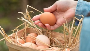 L'œuf ou la poule ? Une question qui taraudait déjà les philosophes antiques