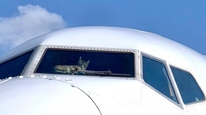 Illustration : Un chat s'introduit dans le cockpit d'un avion et crée d'importants dégâts !