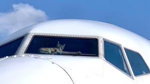 Illustration : Un chat s'introduit dans le cockpit d'un avion et crée d'importants dégâts !