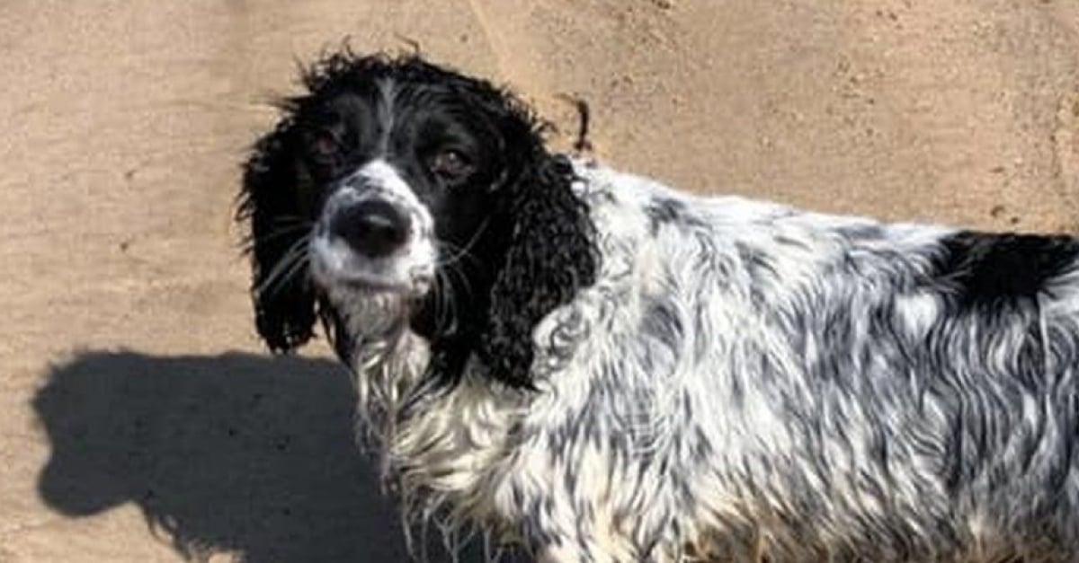 Un chien perdu en pleine mer retrouvé 16 heures plus tard sur la 