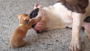 Illustration : Un minuscule Chihuahua taquine et prend de gros risques pour convaincre un Bulldog de jouer avec lui (vidéo)