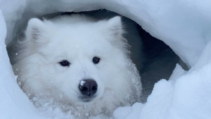 Illustration : Un chien découvre une grotte enneigée et décide d'en faire sa nouvelle maison ! 