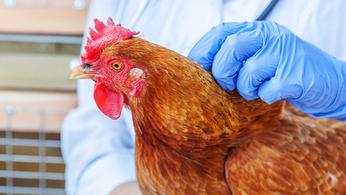 Comment traiter la coccidiose des poules : causes, symptômes et traitements