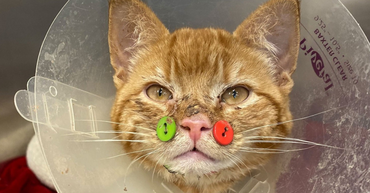 Ce Chat Opere Apres Une Attaque De Chiens Porte D Insolites Boutons Sur La Machoire Et Attend Une Nouvelle Famille