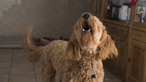 Illustration : "Leur chien aboie pendant leur absence, les voisins lui adressent une note remplie de colère qui divise les internautes"