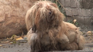 Illustration : Un chien abandonné et à la fourrure emmêlée regarde les voitures pendant 2 ans en espérant le retour de son propriétaire 