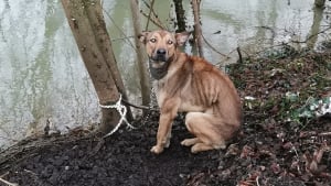 Illustration : Un chien domestique retrouvé amaigri et attaché à un arbre au bord de la Marne