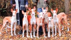 Illustration : "19 photos de chiens et leurs propriétaires heureux d'être en famille"