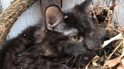 Illustration : Ils aperçoivent quelque chose bouger sous un tas de feuilles et découvrent un chaton angoissé !