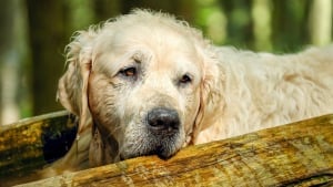 Illustration : Une équipe de pompiers plongeurs et sauveteurs aquatiques interviennent pour sauver un chien d'un lac gelé