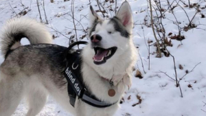 Illustration : Un chien aveugle ne peut contenir sa joie lorsqu'il découvre la sensation de la neige (vidéo)